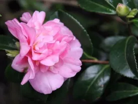 Camellia sasanqua 'Jennifer Susan' (pink blooms)